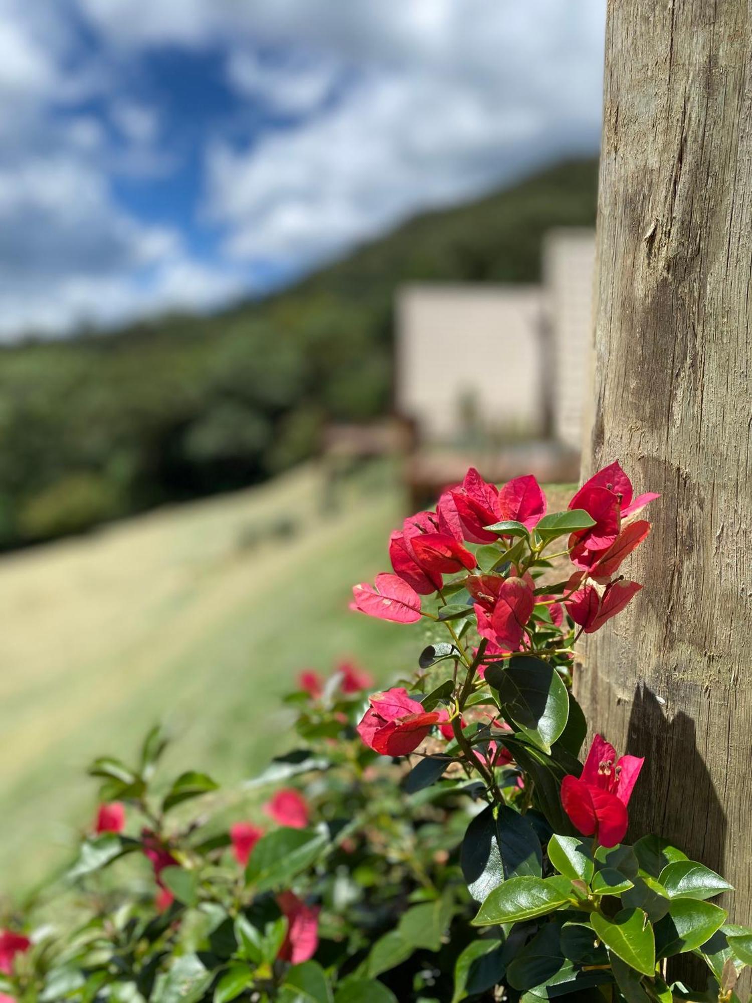 Chales Fazenda Floresta Das Araucarias Cunha Eksteriør billede