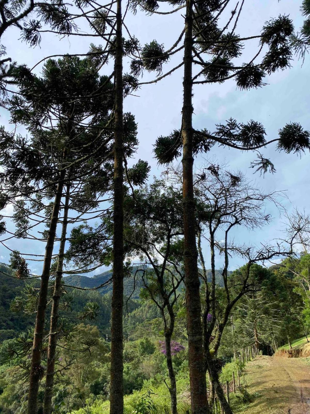 Chales Fazenda Floresta Das Araucarias Cunha Eksteriør billede