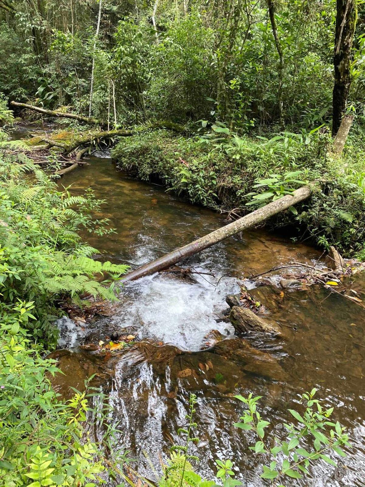 Chales Fazenda Floresta Das Araucarias Cunha Eksteriør billede